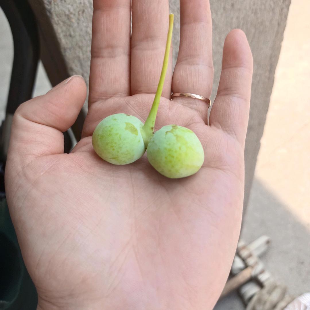盛世三少