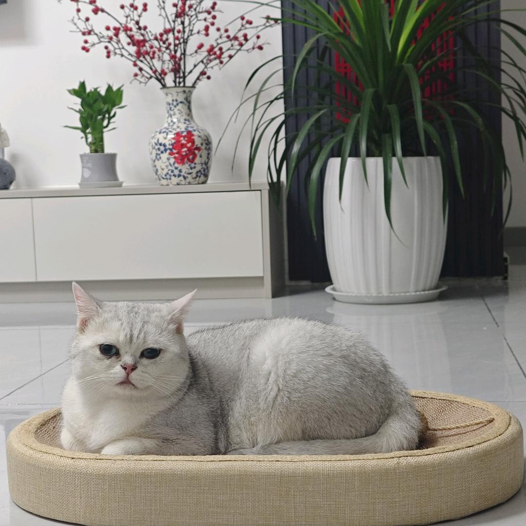 财神爷的心尖宠~