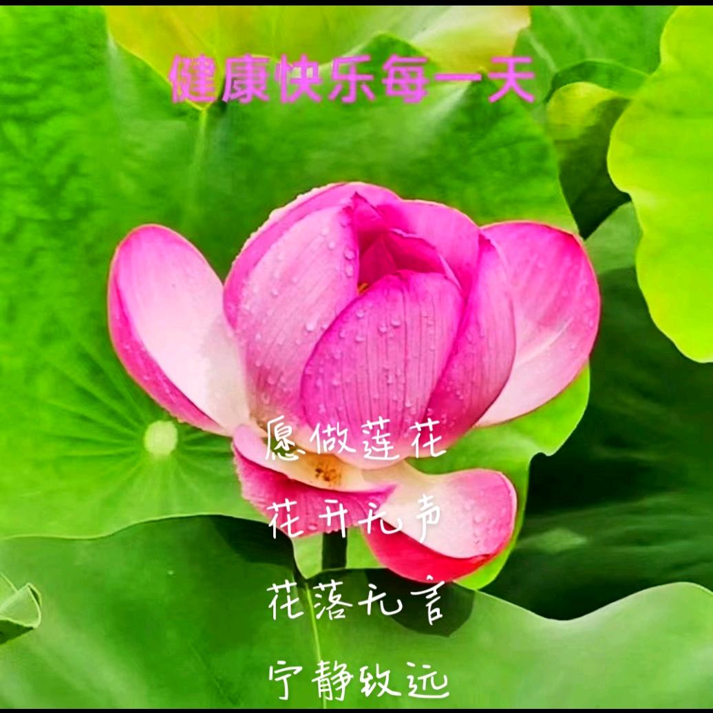 好花红