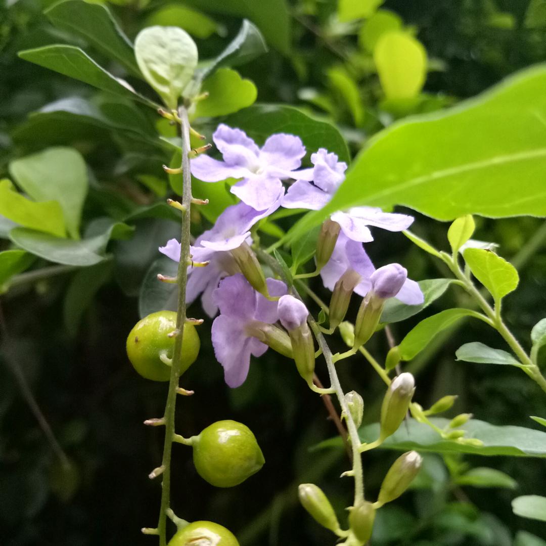 骆驼