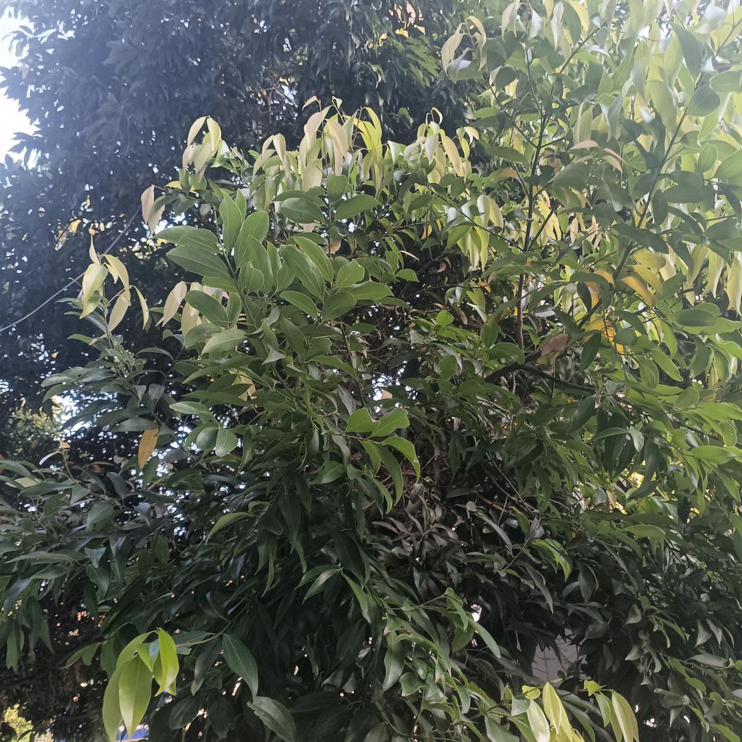 一心一意长长久久