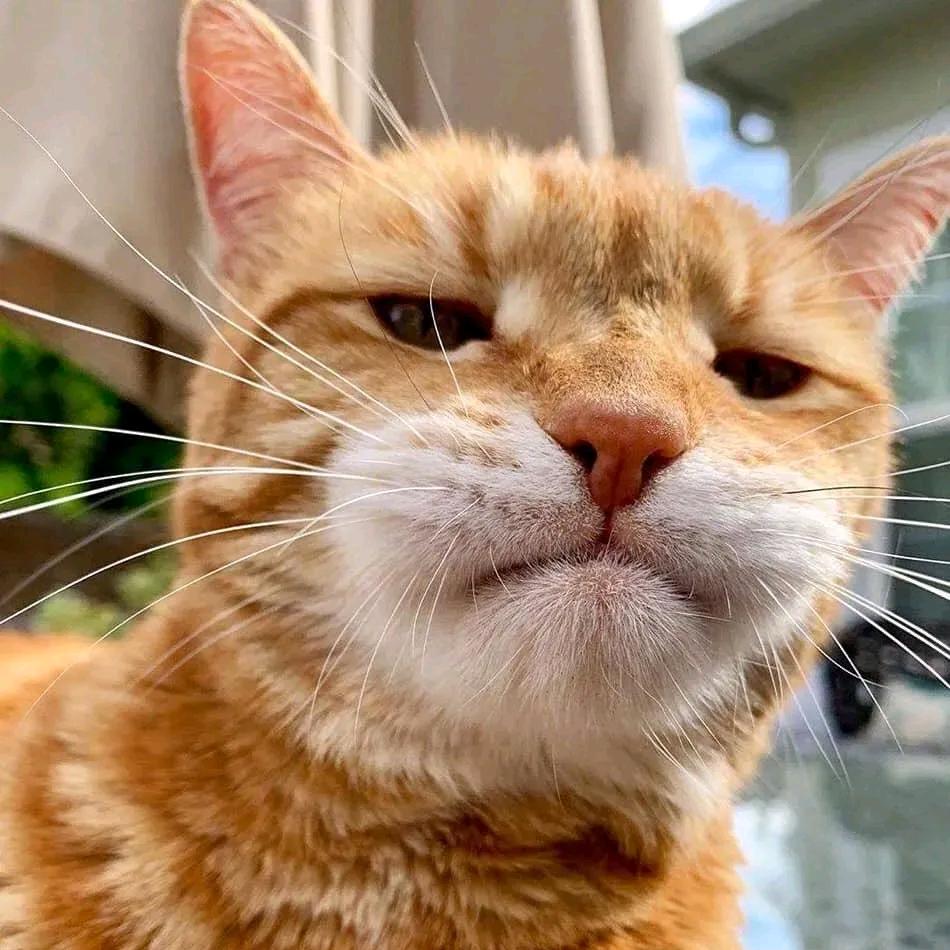 懒猫