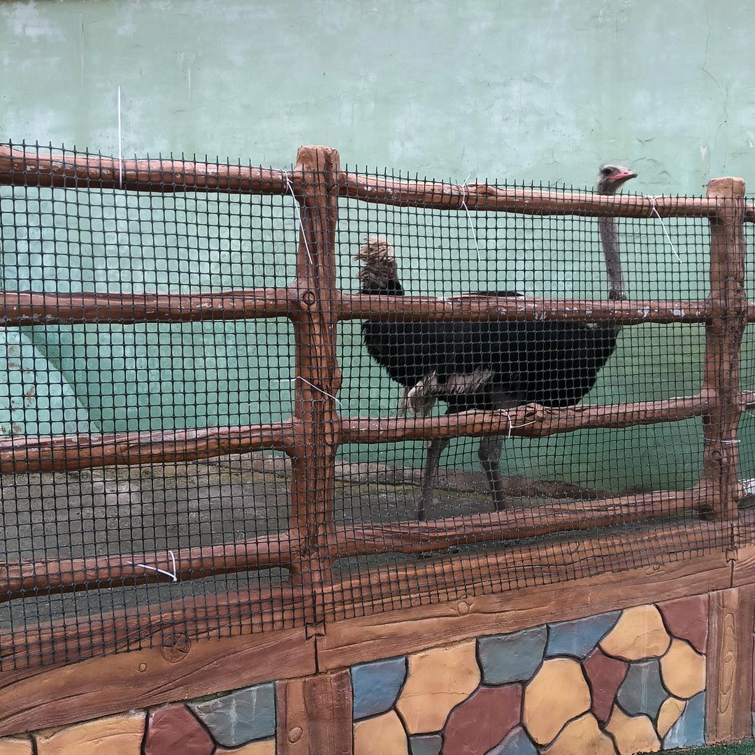 ٩廖事(๑Ő௰Ő๑)如神