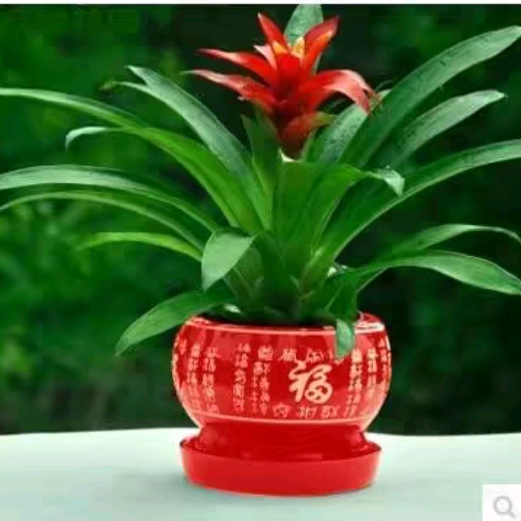 鸿运当头
