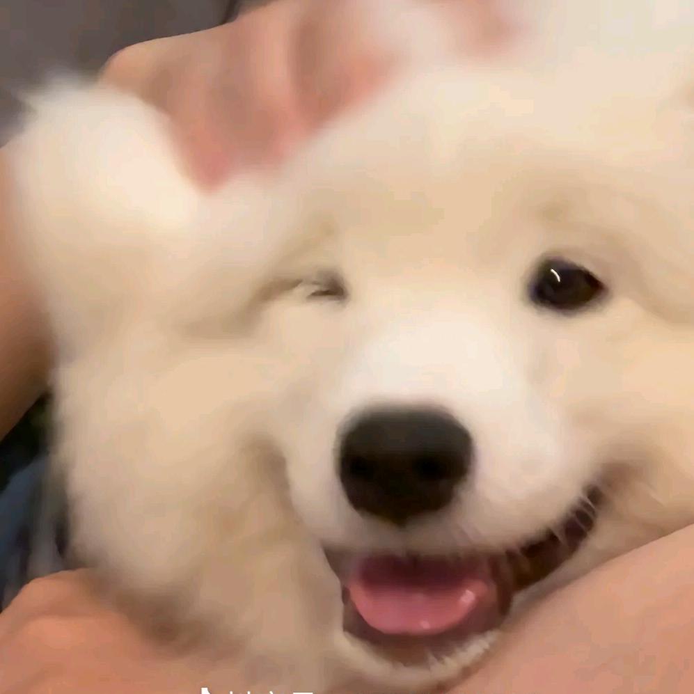 华仔同学