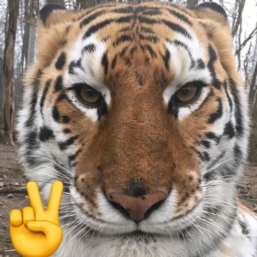 孜然月亮