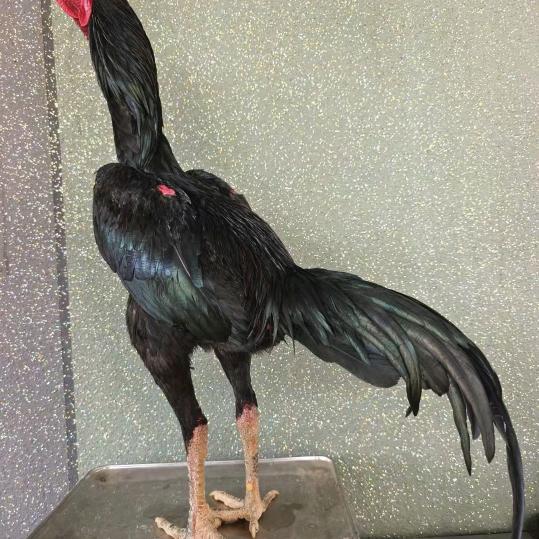 小飞岩斗鸡