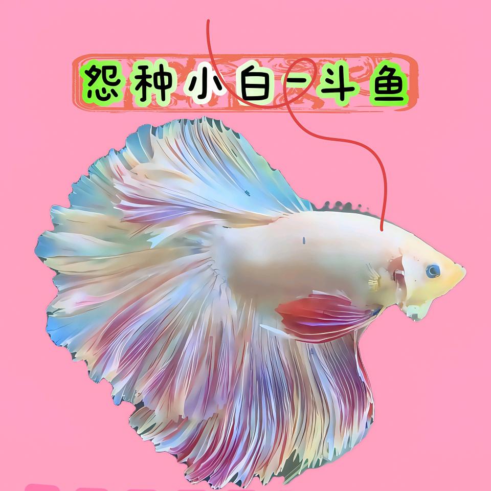 怨种小白斗鱼铺