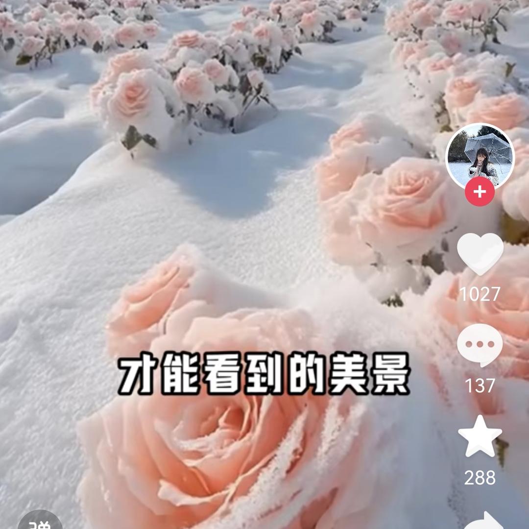 踏雪觅春