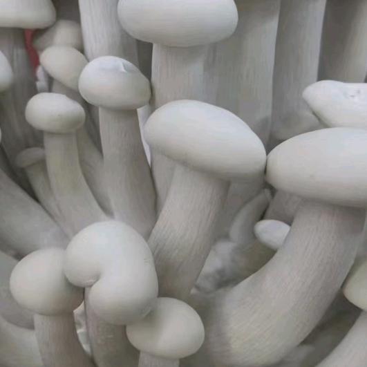 娟子农业
