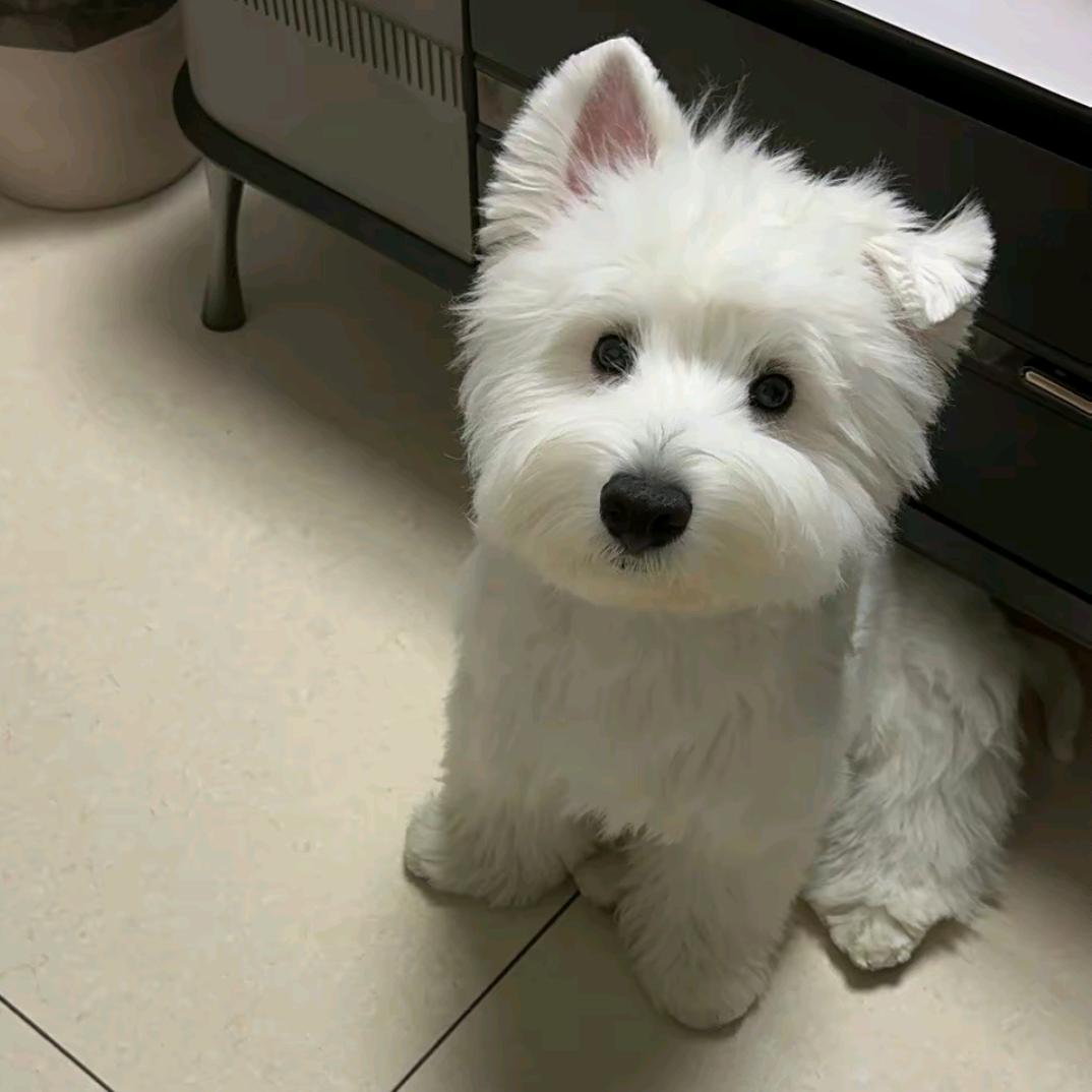 小九🥟