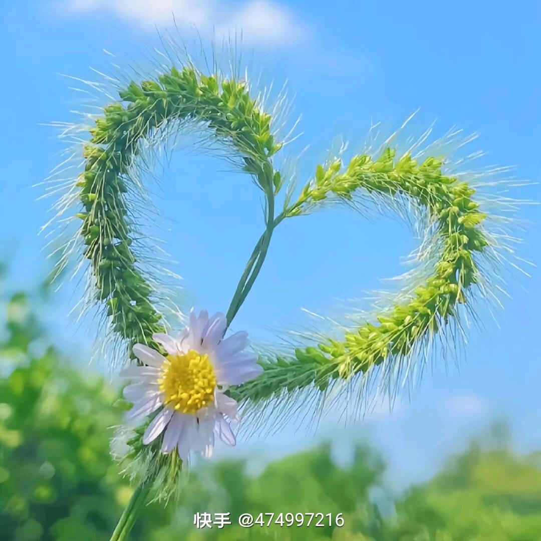 风中茉莉风中花