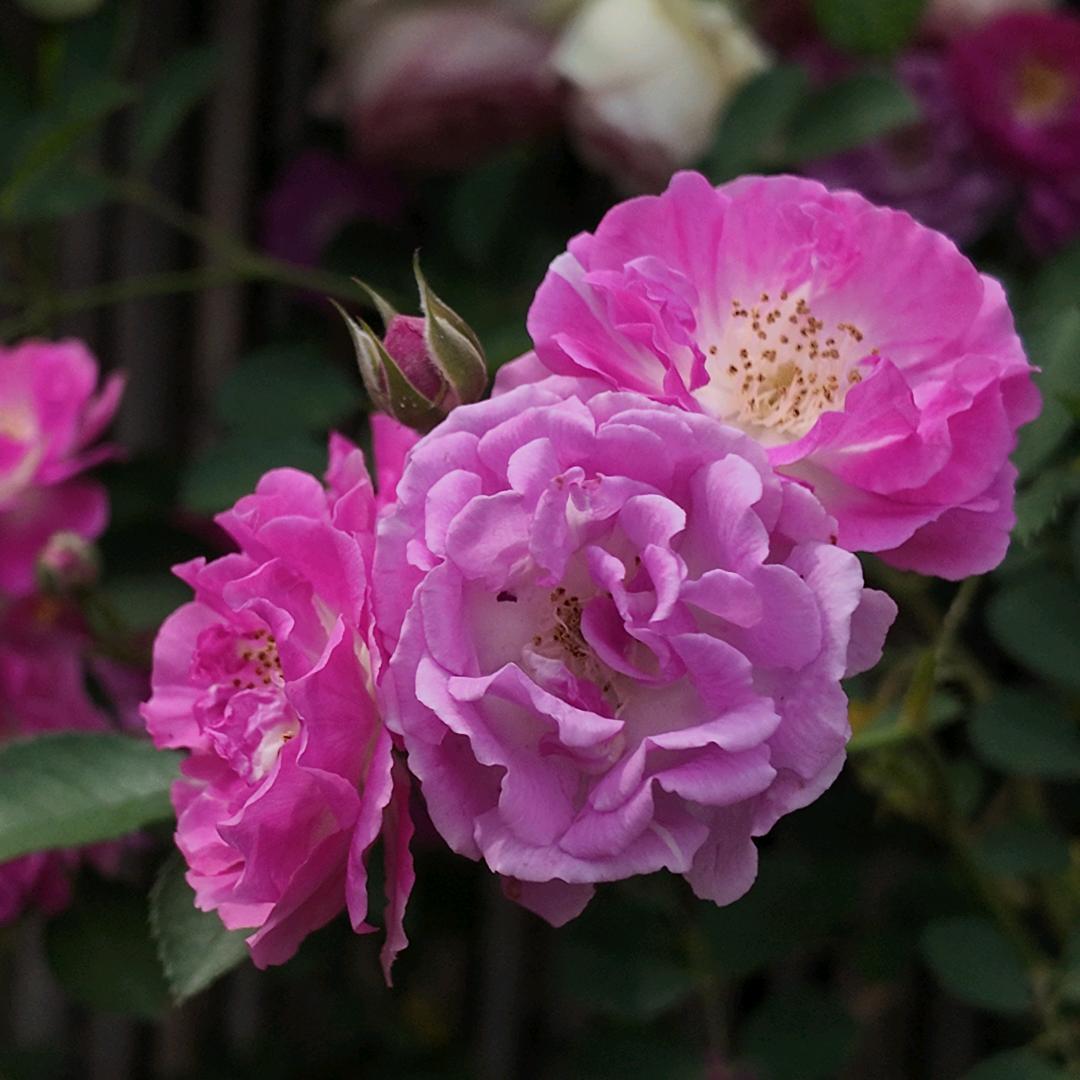 快乐驿站💃💃💃