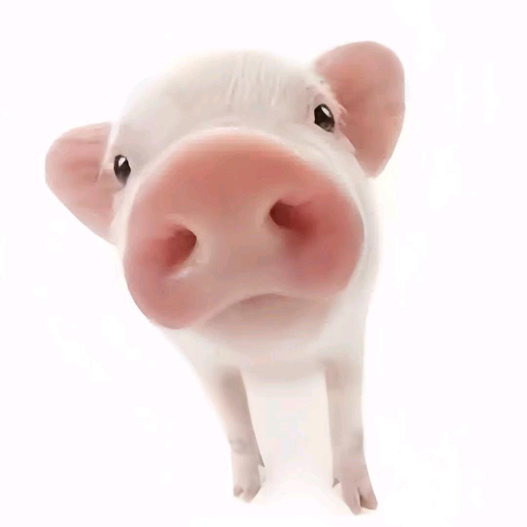 ʢ>🐽<ʡ