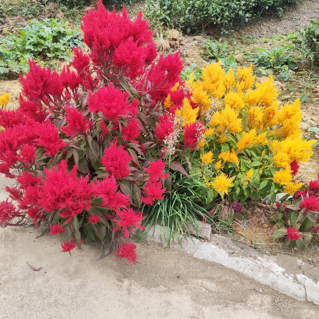 ꧁:*微笑🍁向暖ᝰ*꧂