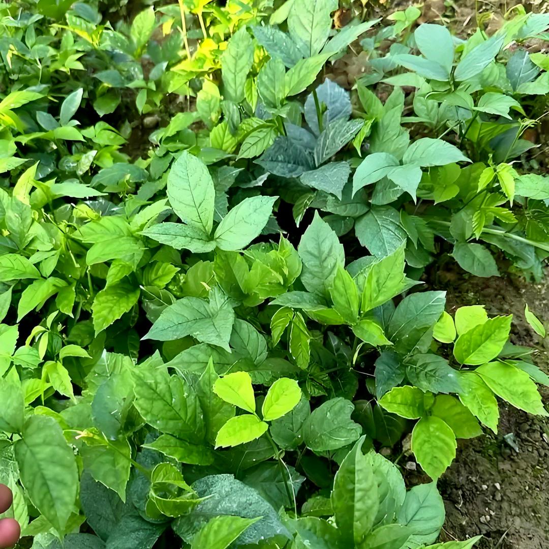 老徐种植方法多【叁】