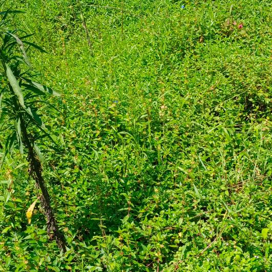 月亮代表我的心