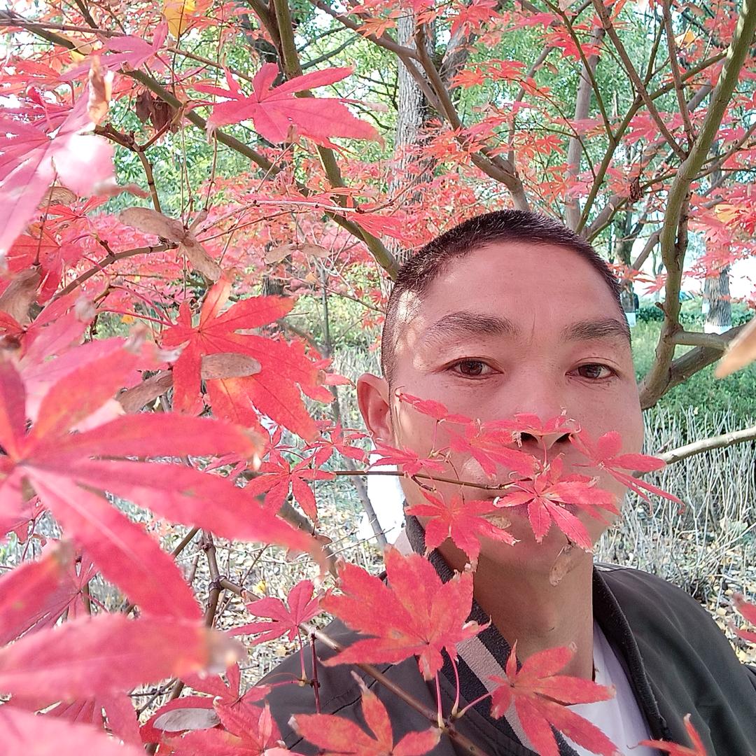 鸡情卤放