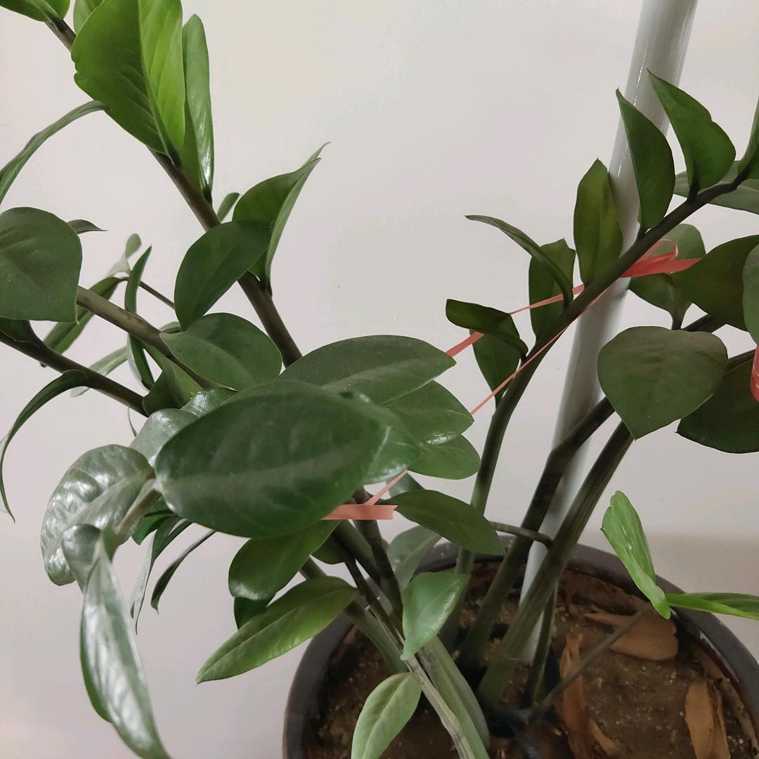 鹅