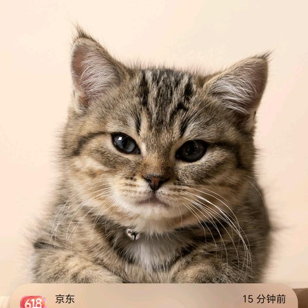 曹氏卤肉
