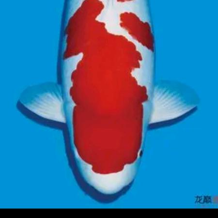 纯正锦鲤观赏鱼