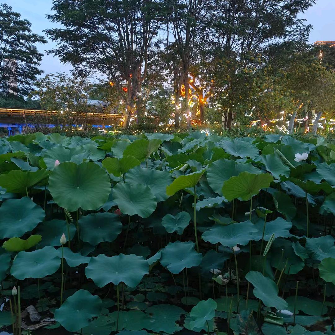 刘先森