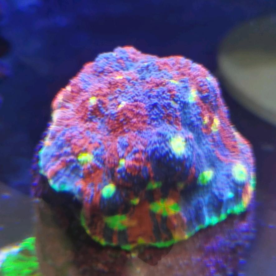 秋童海洋小邱
