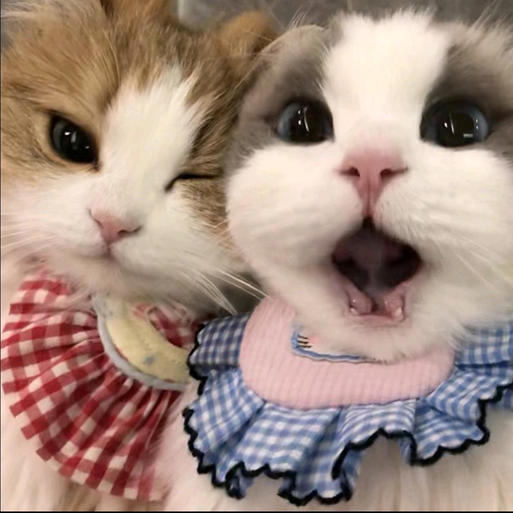 圆果猫猫酱ฅ੭ﾞ