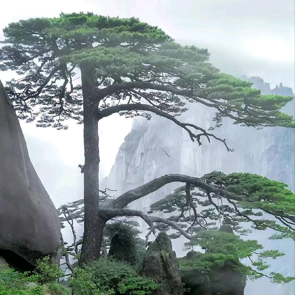 树高万丈不忘根，人若辉煌莫忘本