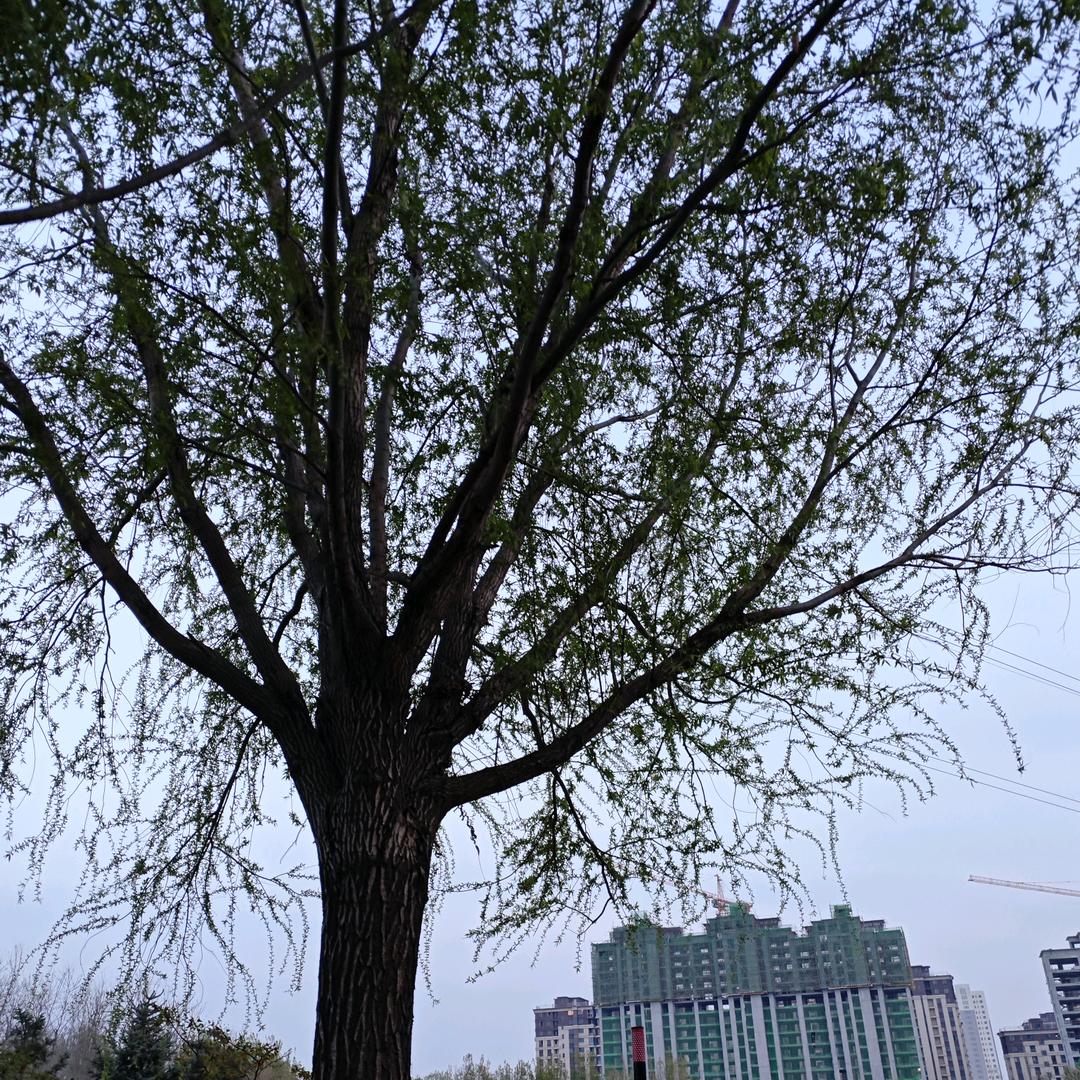 汐汐颜夕