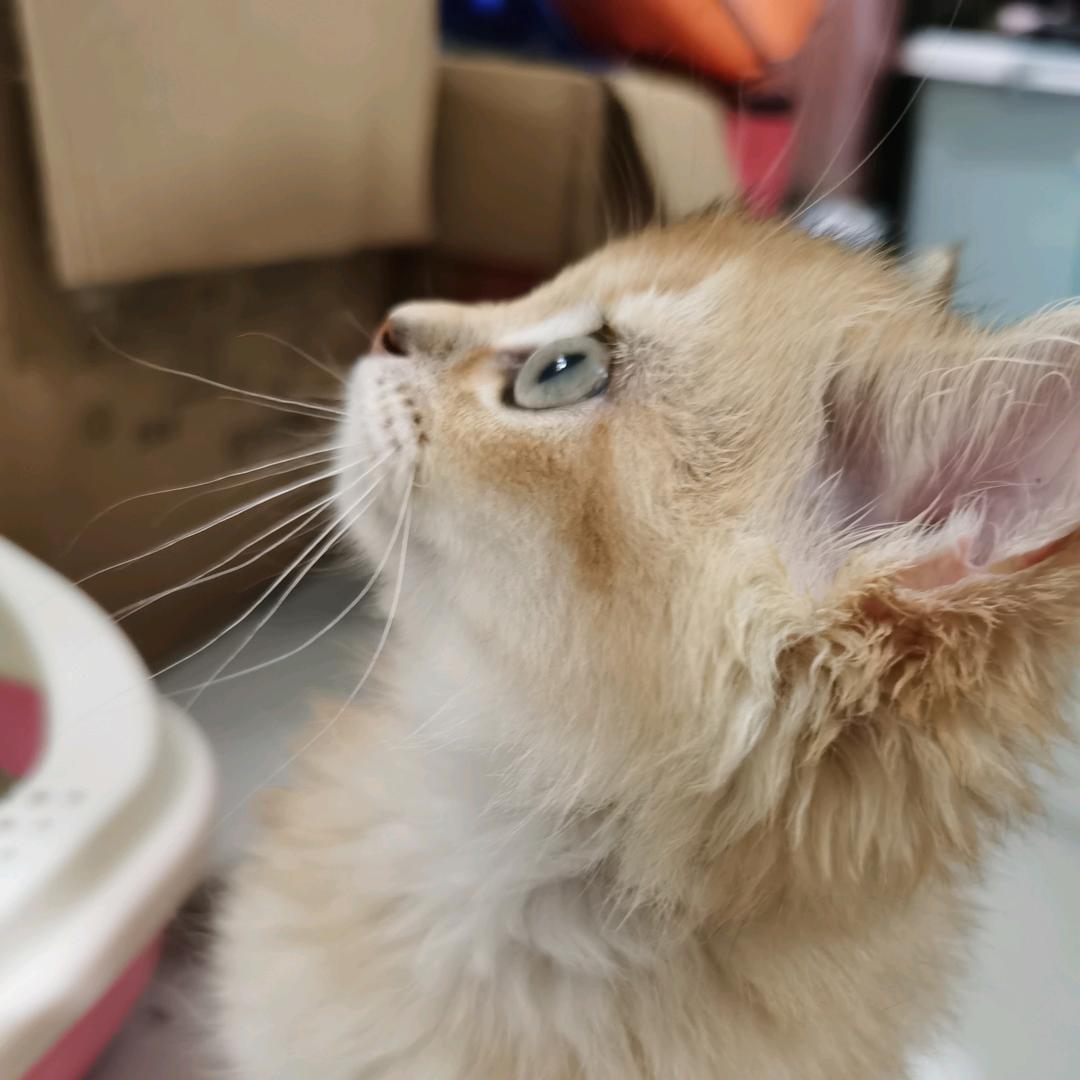 一只非常爱吃面包的猫