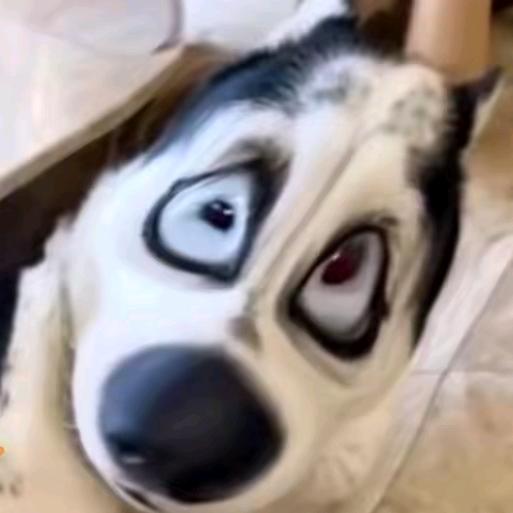 比奇堡加拿大鹅