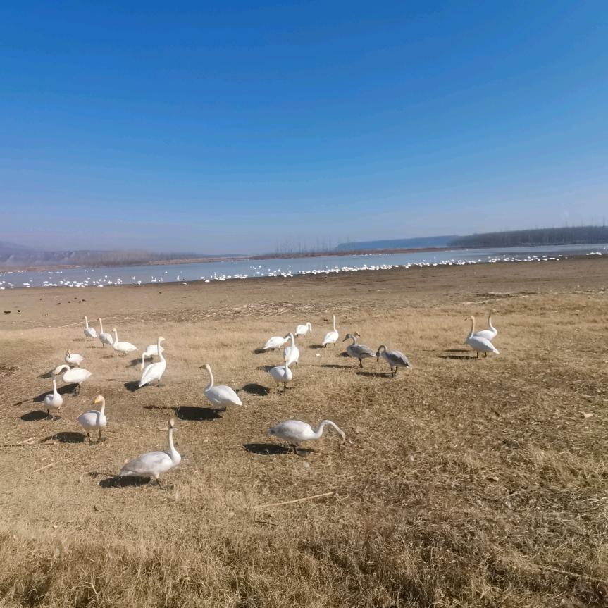 西伯利亚的天鹅