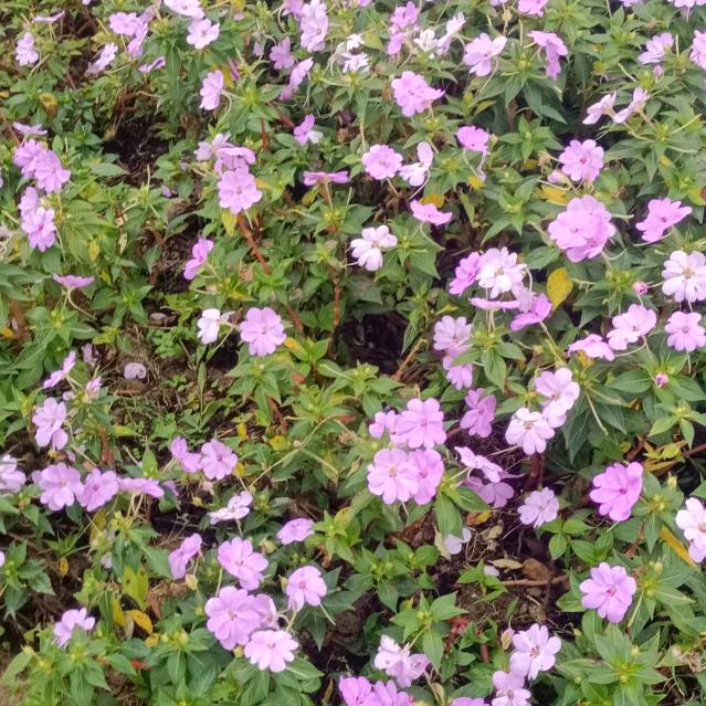 青青河边草
