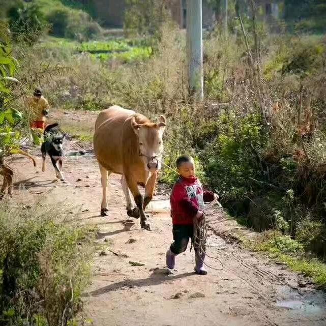 农村三歌