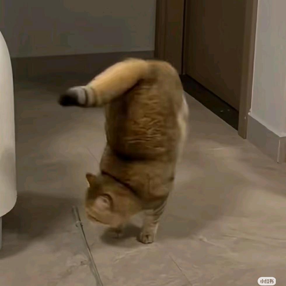 我的猫会后空翻