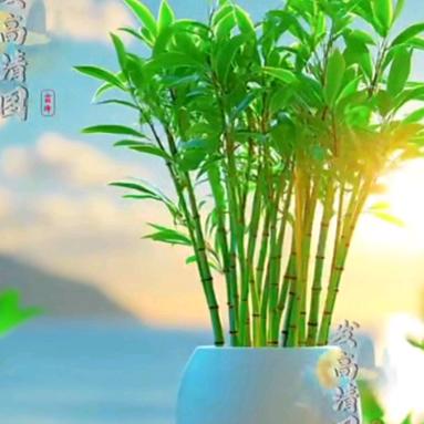 顺其自然🌻