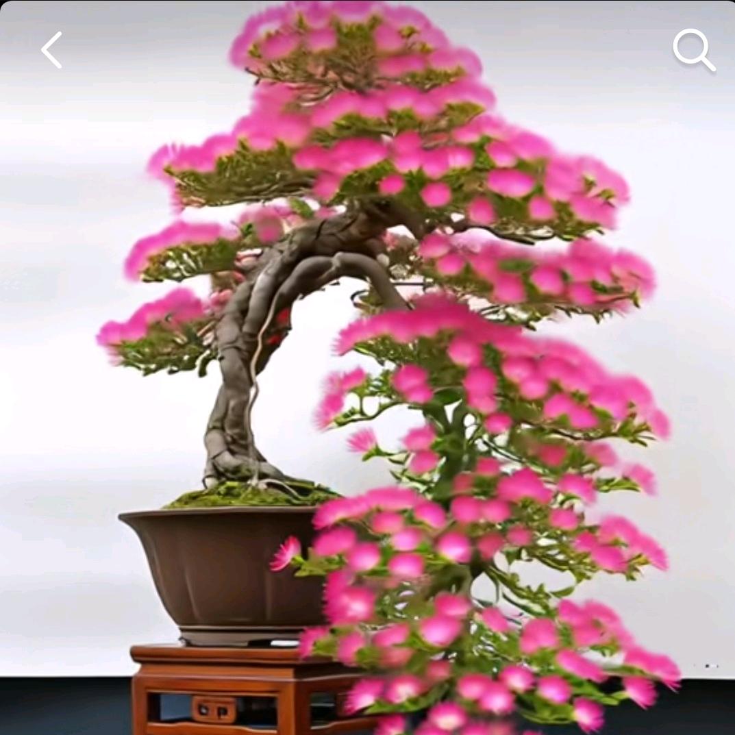 云淡风轻