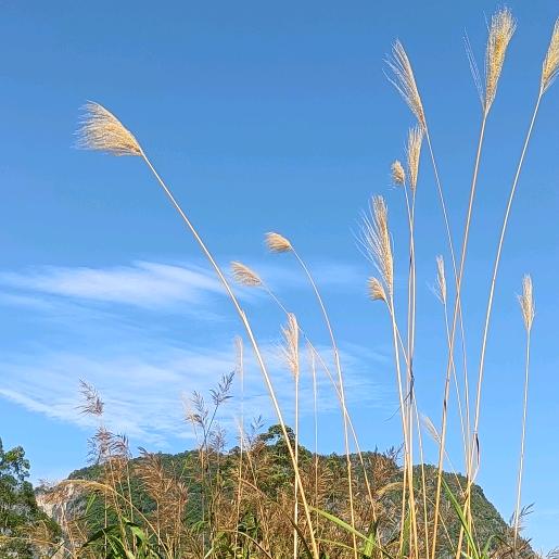 小豬