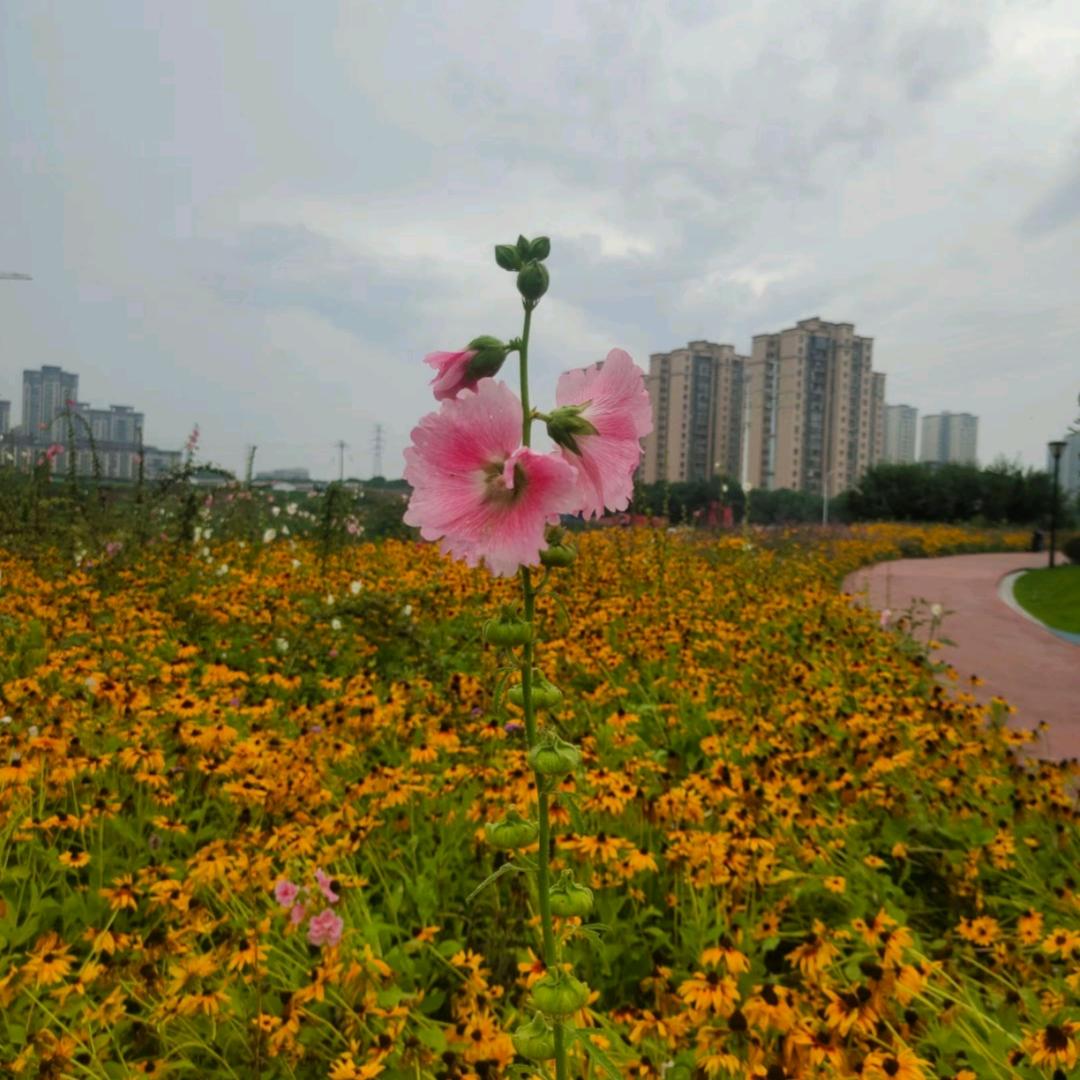 ღ᭄ꦿ🌹ℒℴѵℯ释心এ⁵²º᭄