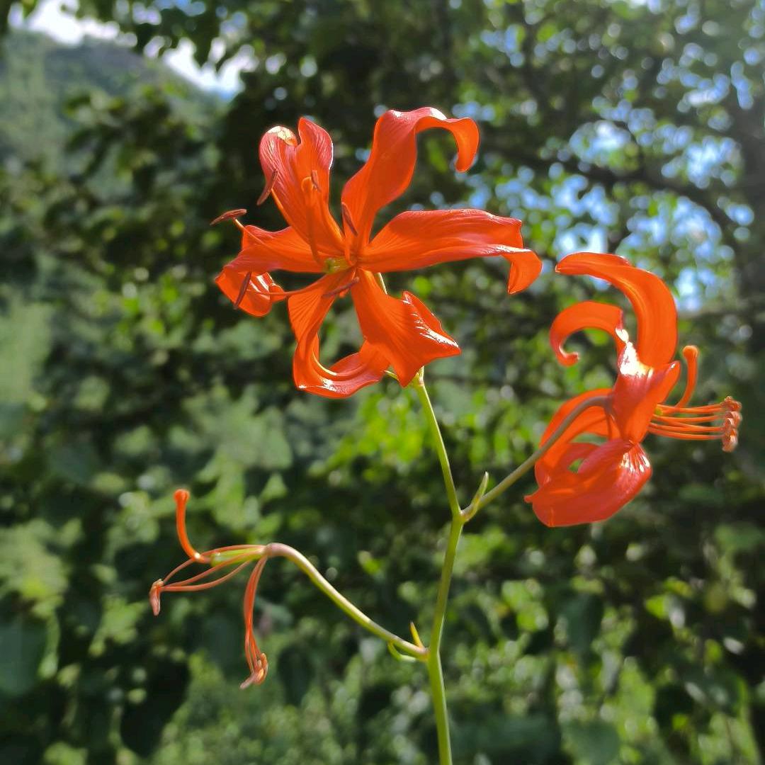 花开富贵（地铁逃生）