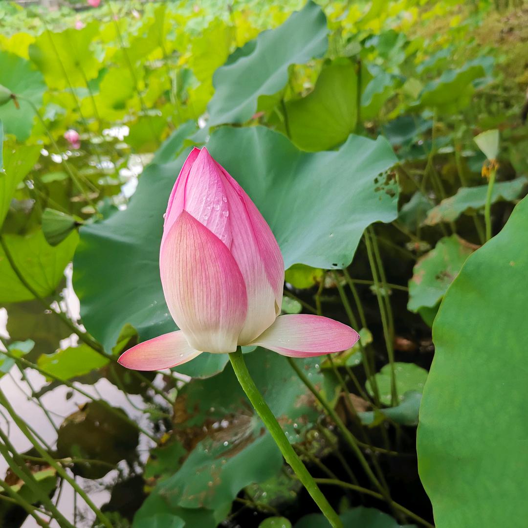 桦桦