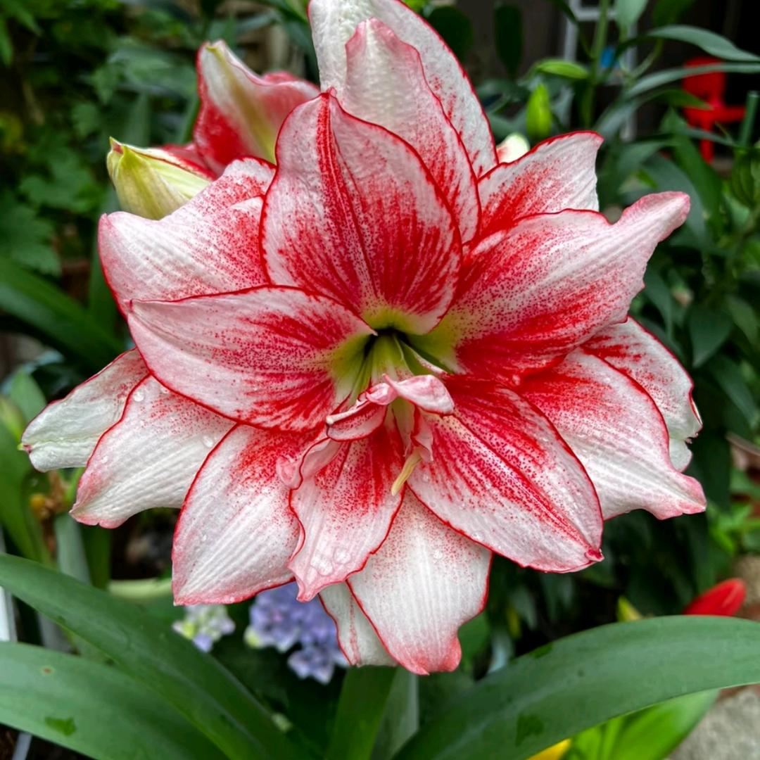 安澜朱顶红基地大棚种植户