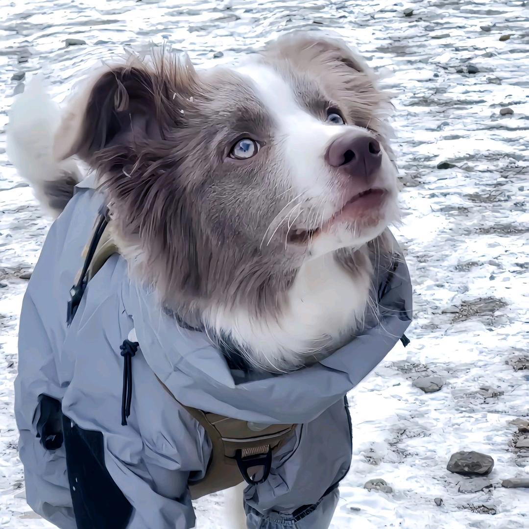 汪汪星的朋友圈