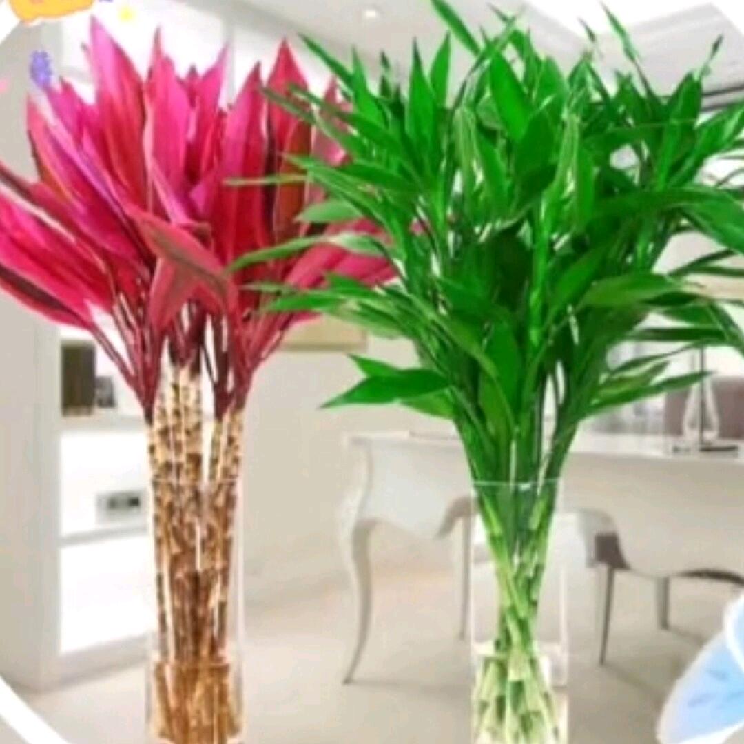🍒我是竹子🎋你是竹叶🌱