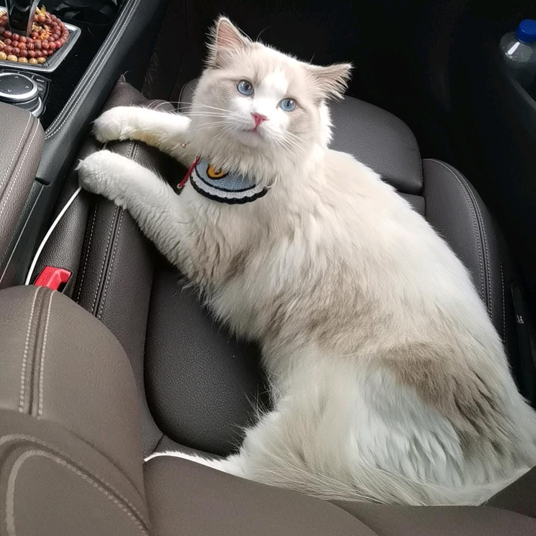 猫猫爱旅行～