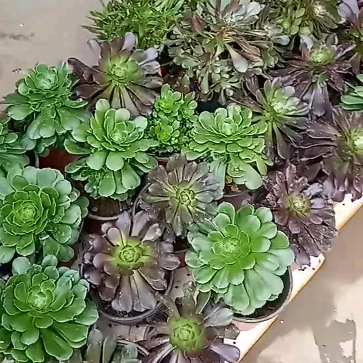 绿植法师盆栽批发