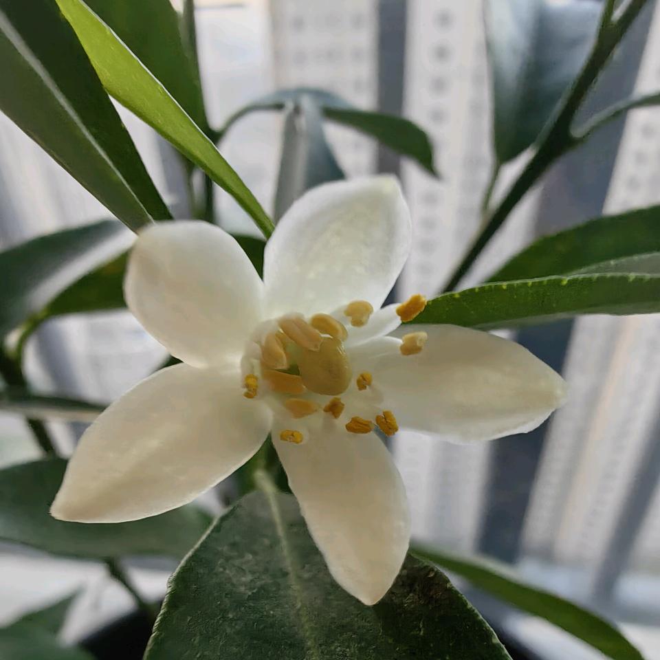 🕊予光者·渡己