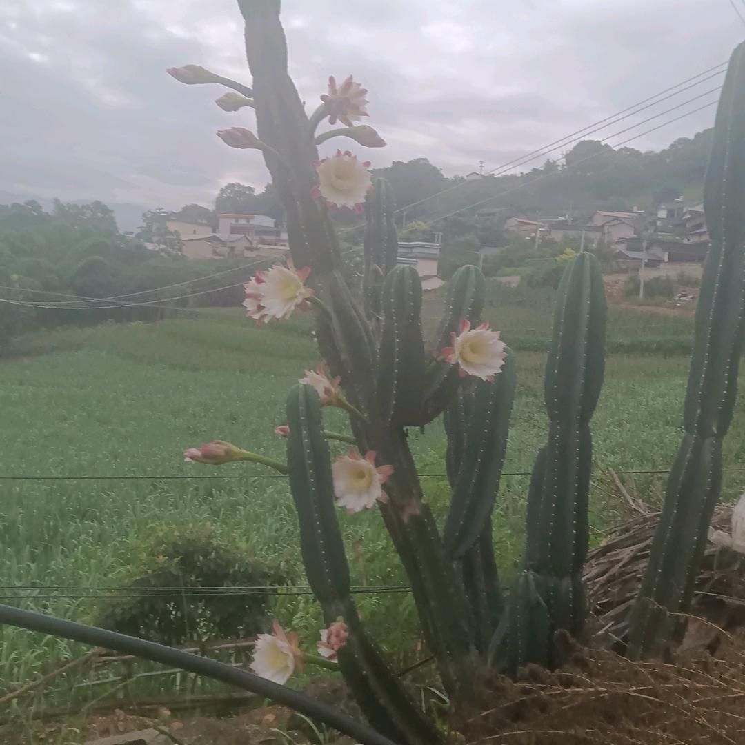刺猬