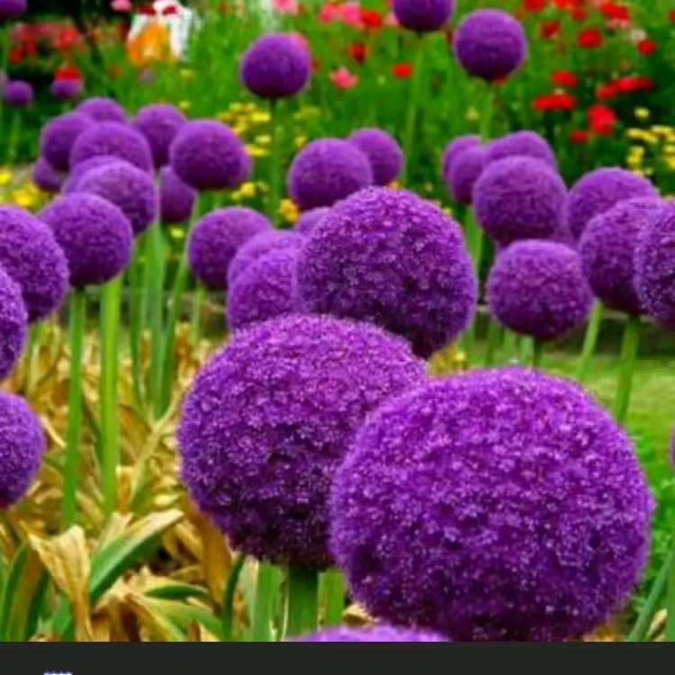 🍒平淡生活🍒